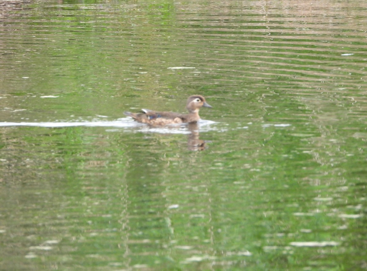 Wood Duck - ML620715688