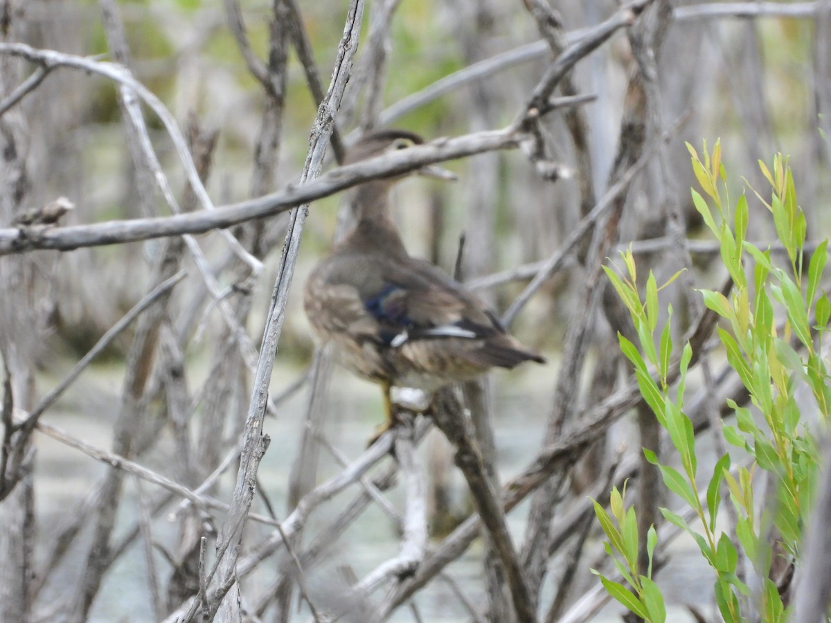 Wood Duck - ML620715689