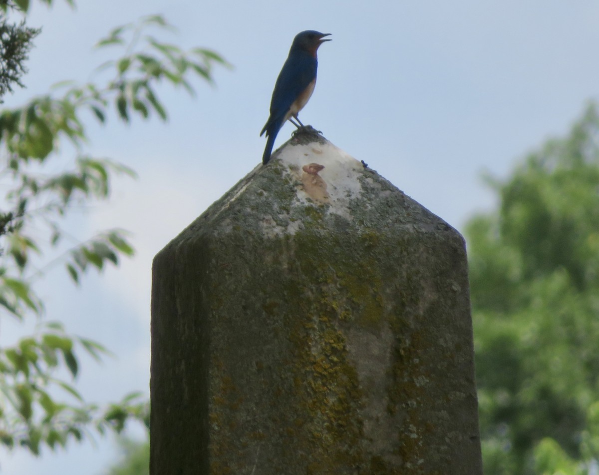 Eastern Bluebird - ron romano