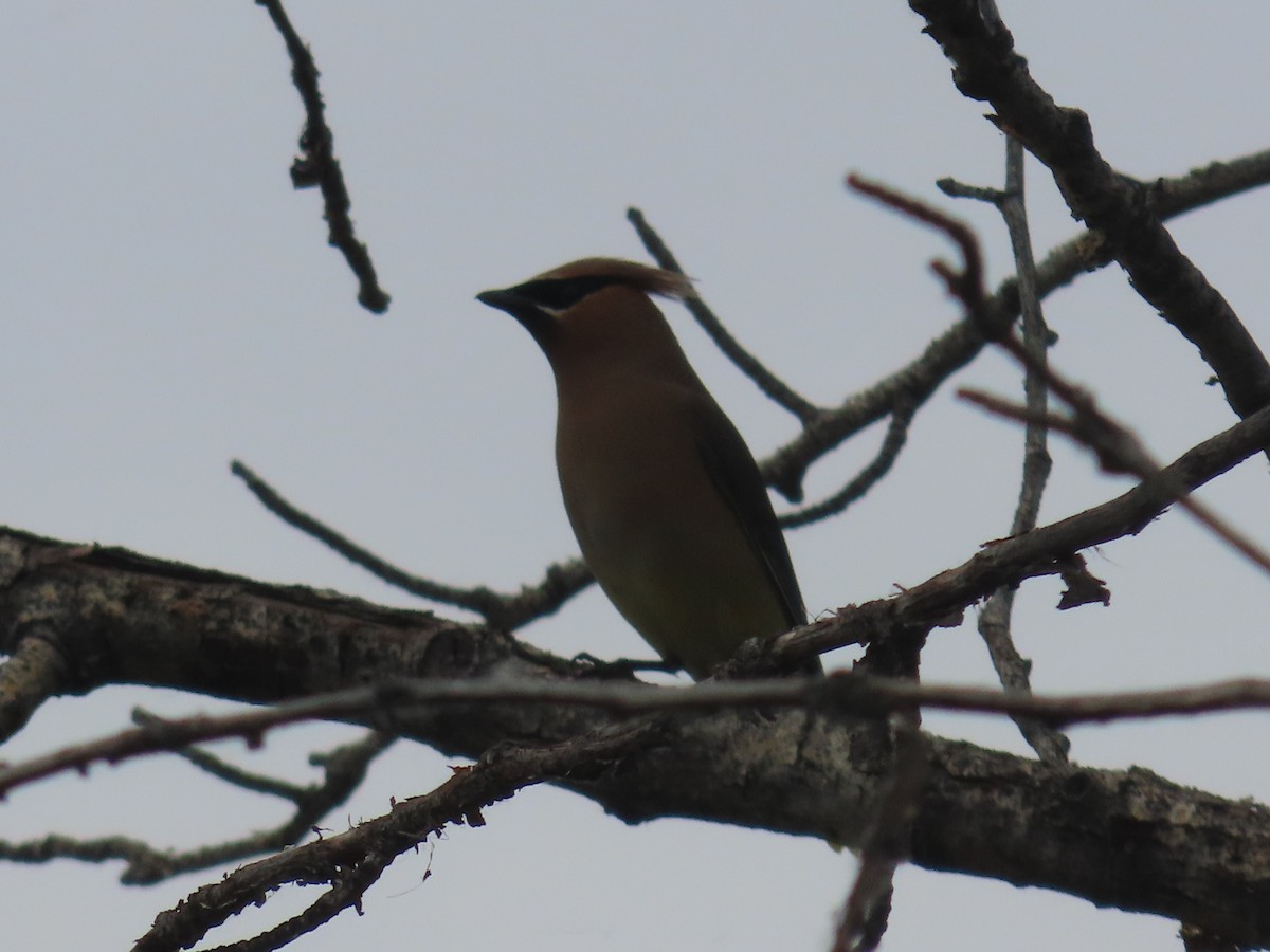 Cedar Waxwing - ML620715691