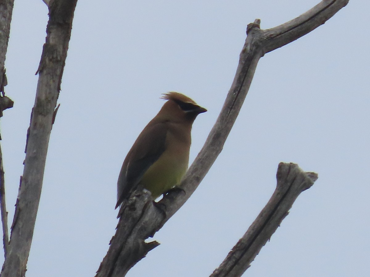 Cedar Waxwing - ML620715692