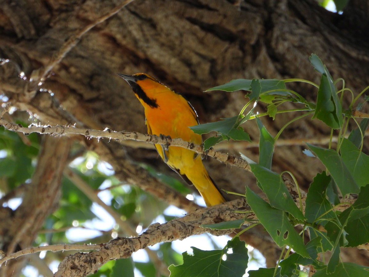 Bullock's Oriole - ML620715693