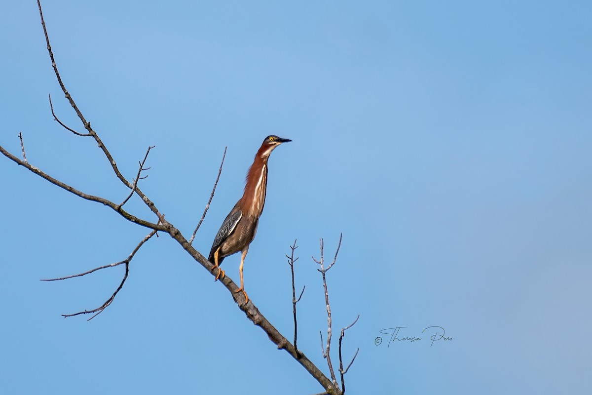 Green Heron - ML620715694