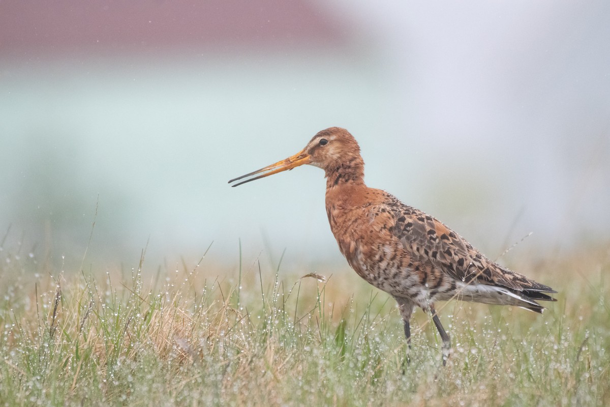 Black-tailed Godwit (islandica) - ML620715695