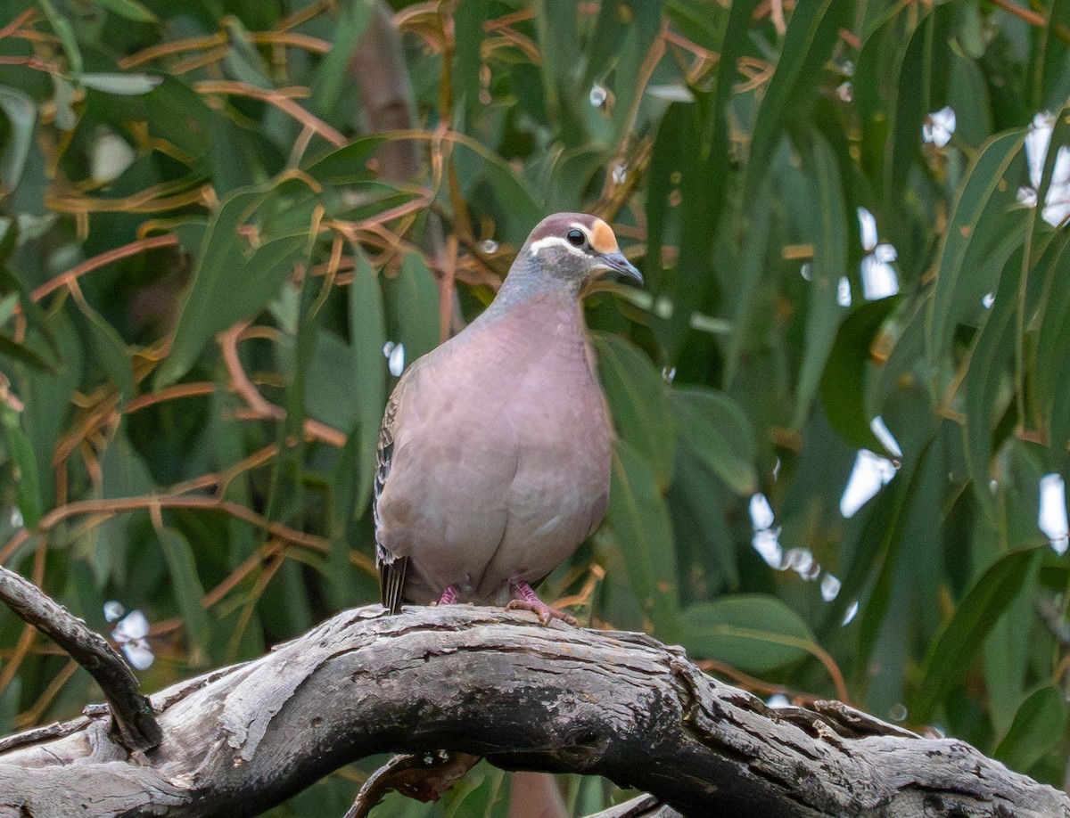 Common Bronzewing - ML620715697