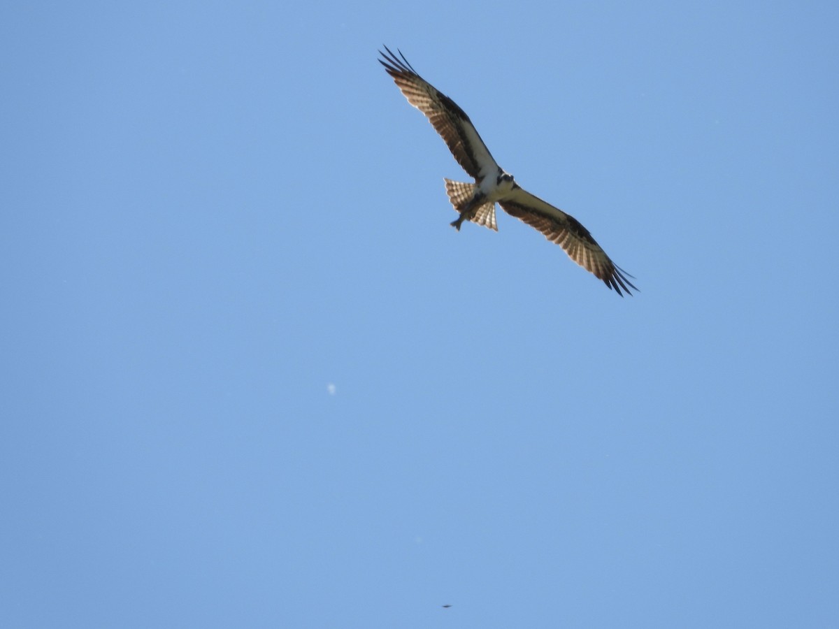 Balbuzard pêcheur - ML620715698