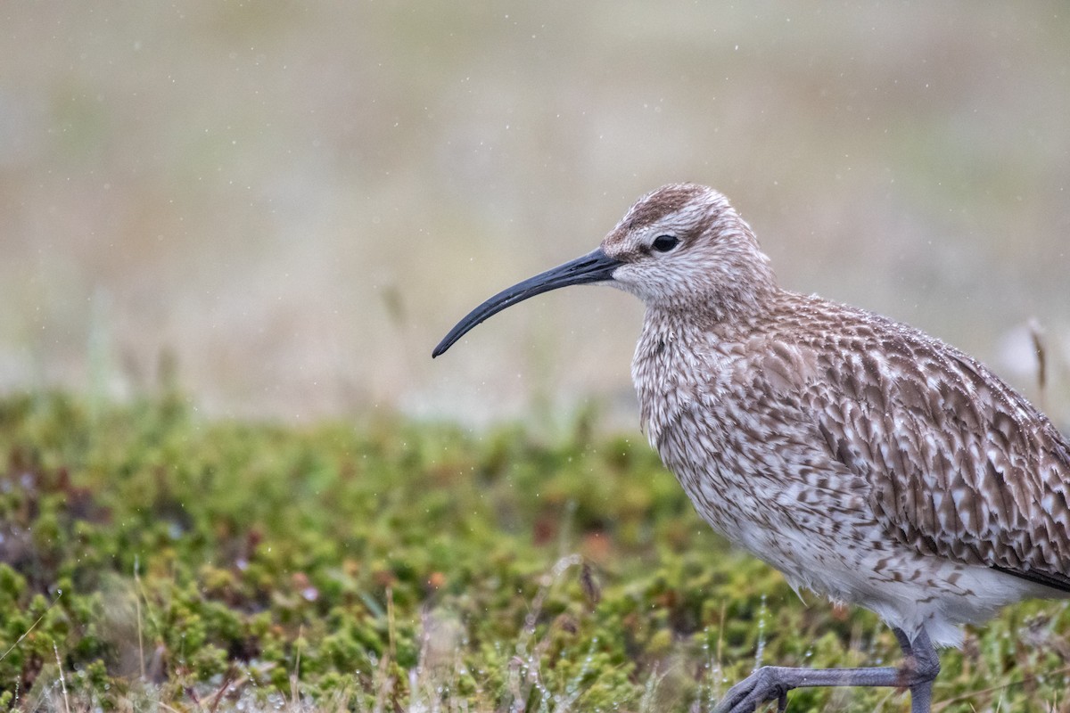 Regenbrachvogel - ML620715700