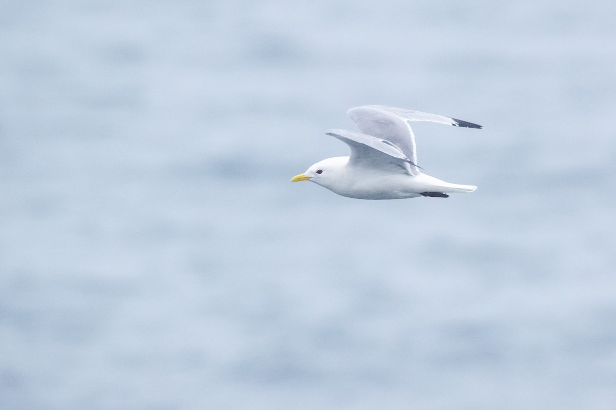 Mouette tridactyle - ML620715705