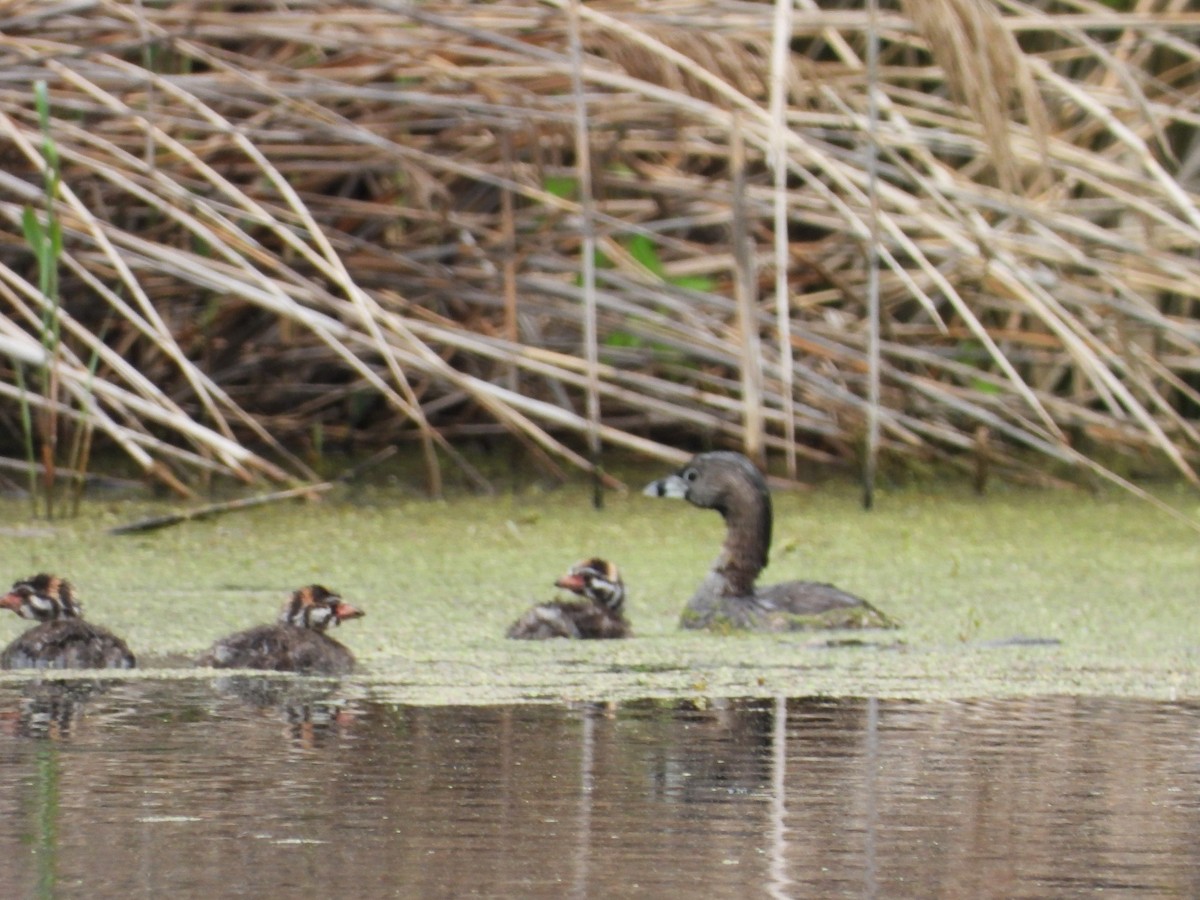 Pied-billed Grebe - ML620715707