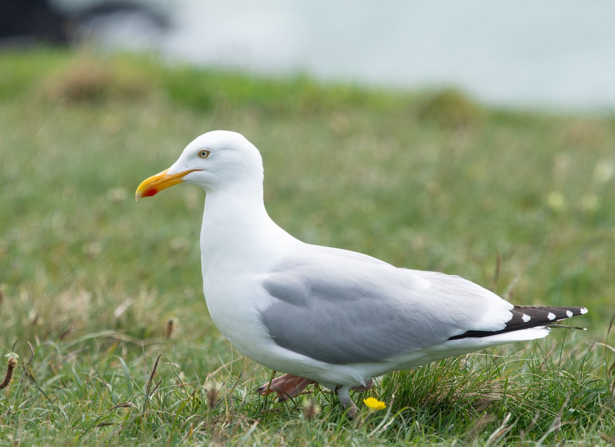 Herring Gull (European) - ML620715709