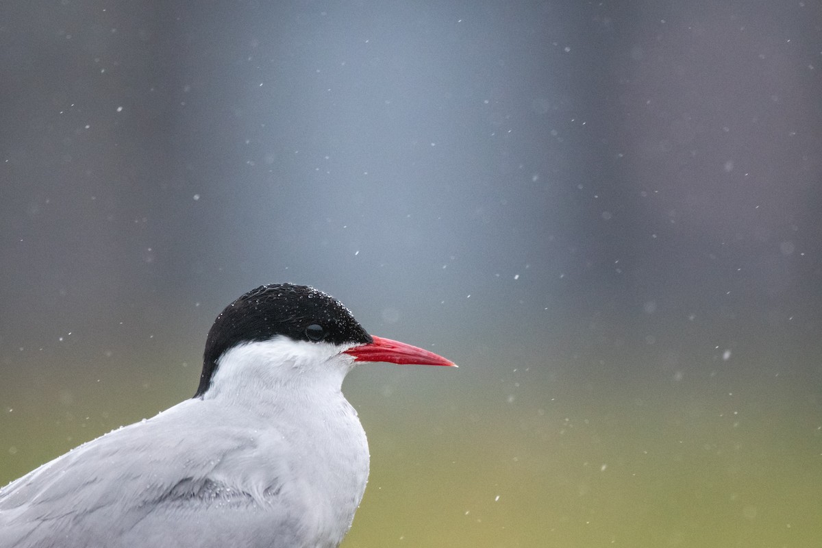 Arctic Tern - ML620715710