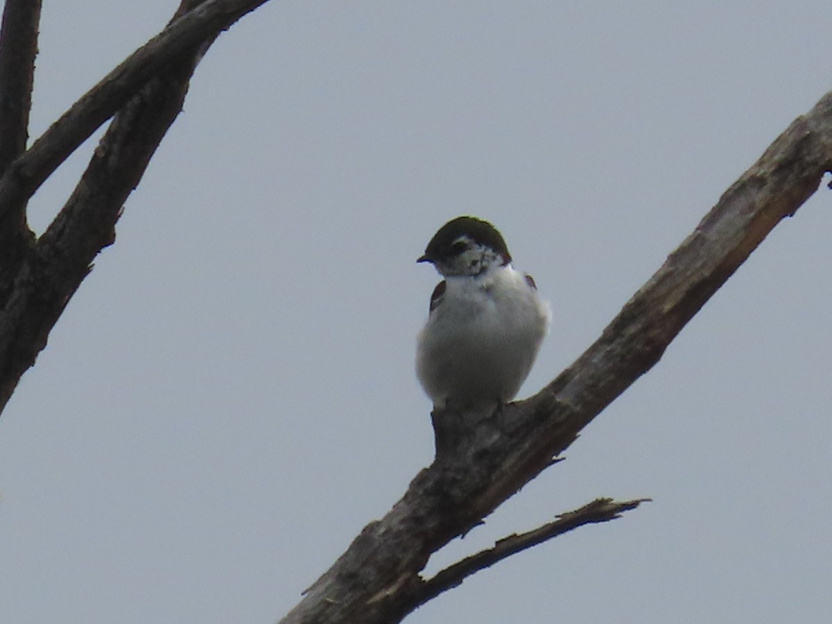 Violet-green Swallow - ML620715711