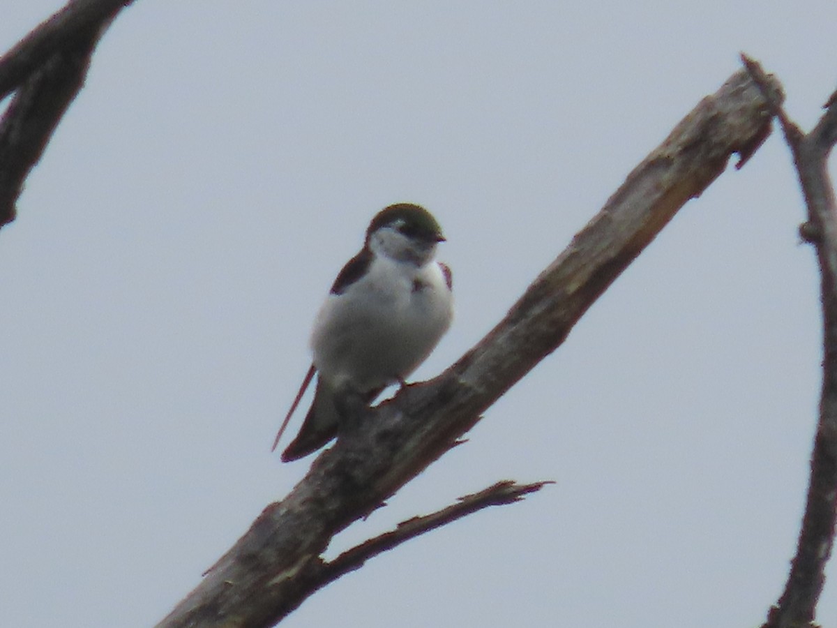 Violet-green Swallow - ML620715712