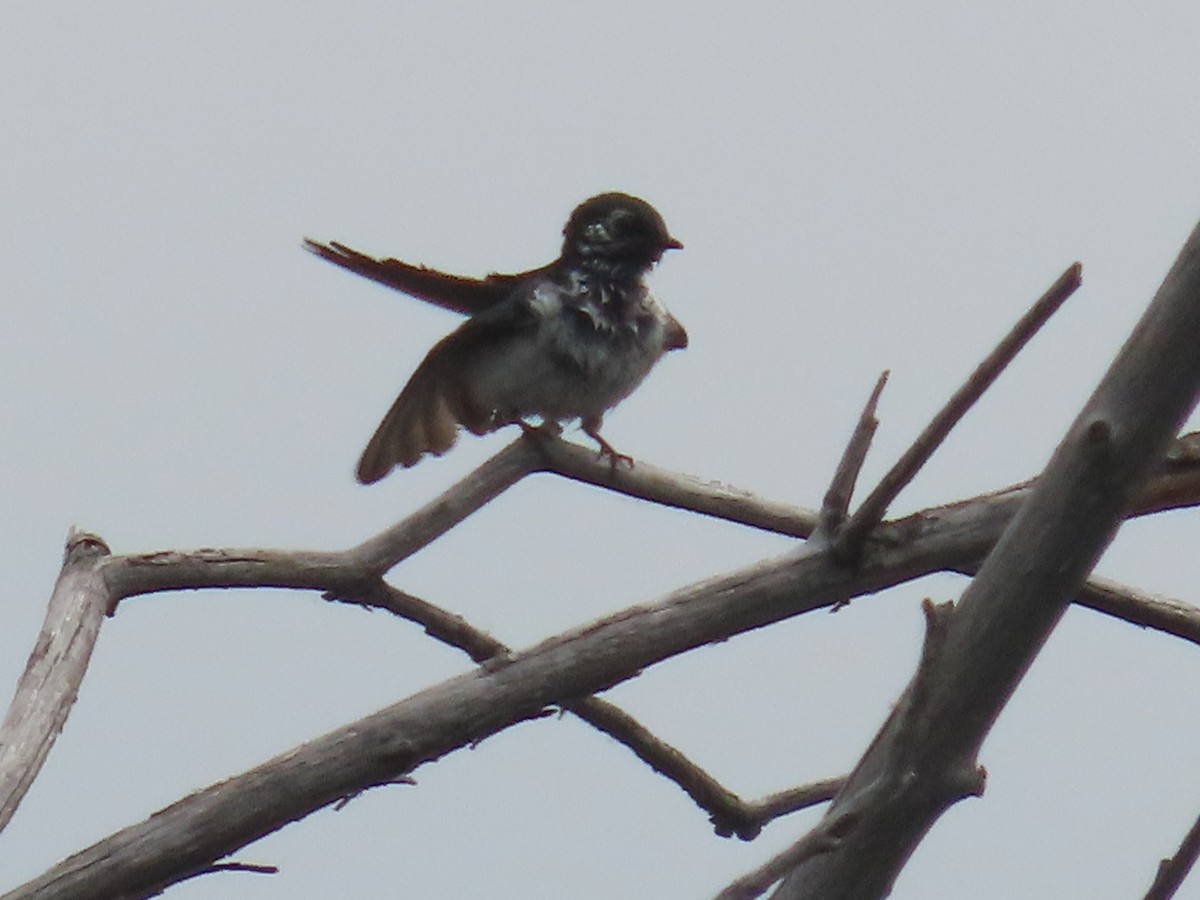 Violet-green Swallow - ML620715714