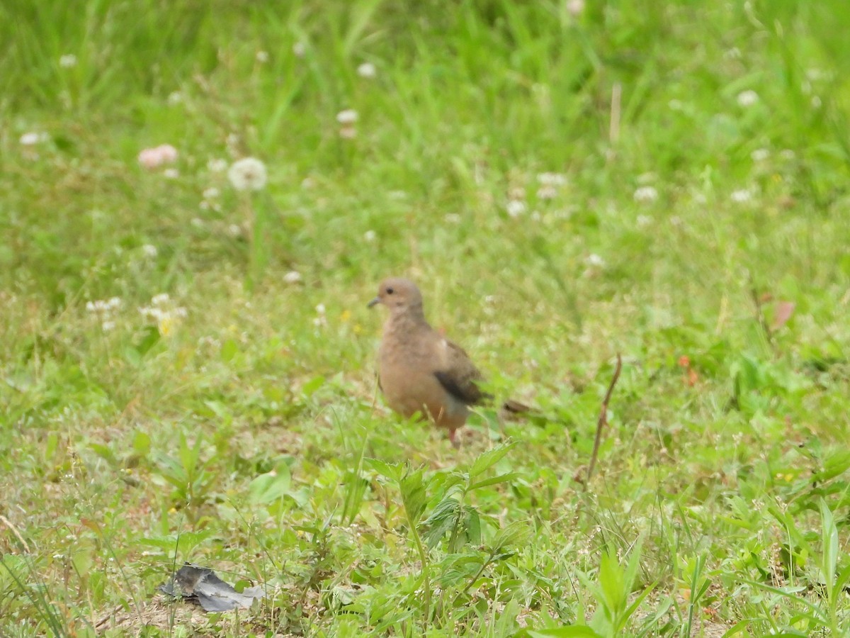 Mourning Dove - ML620715719