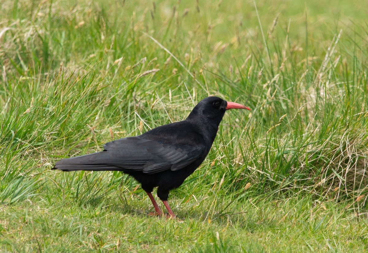 ベニハシガラス - ML620715721