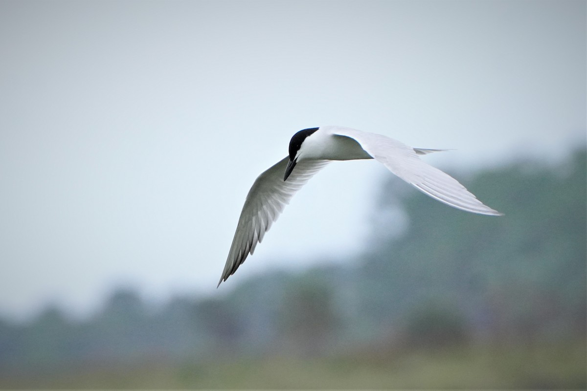 Gull-billed Tern - ML620715727