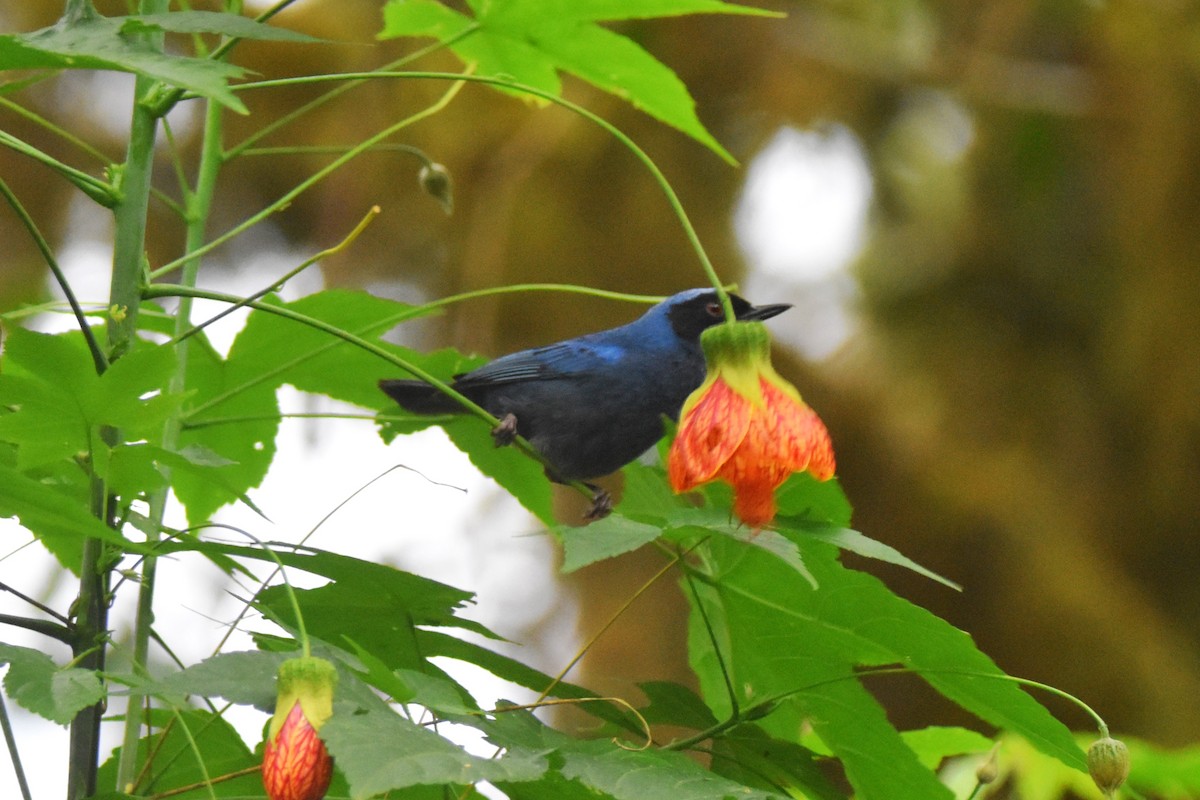 Masked Flowerpiercer - ML620715729