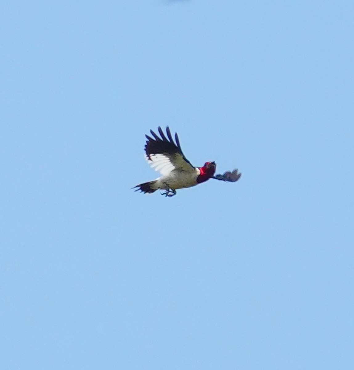 Red-headed Woodpecker - ML620715734