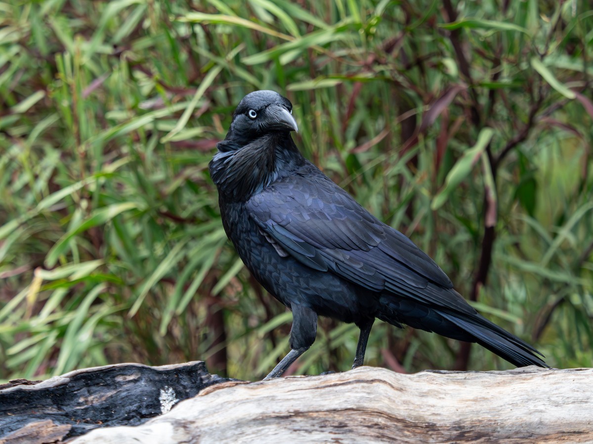 Australian Raven - ML620715735