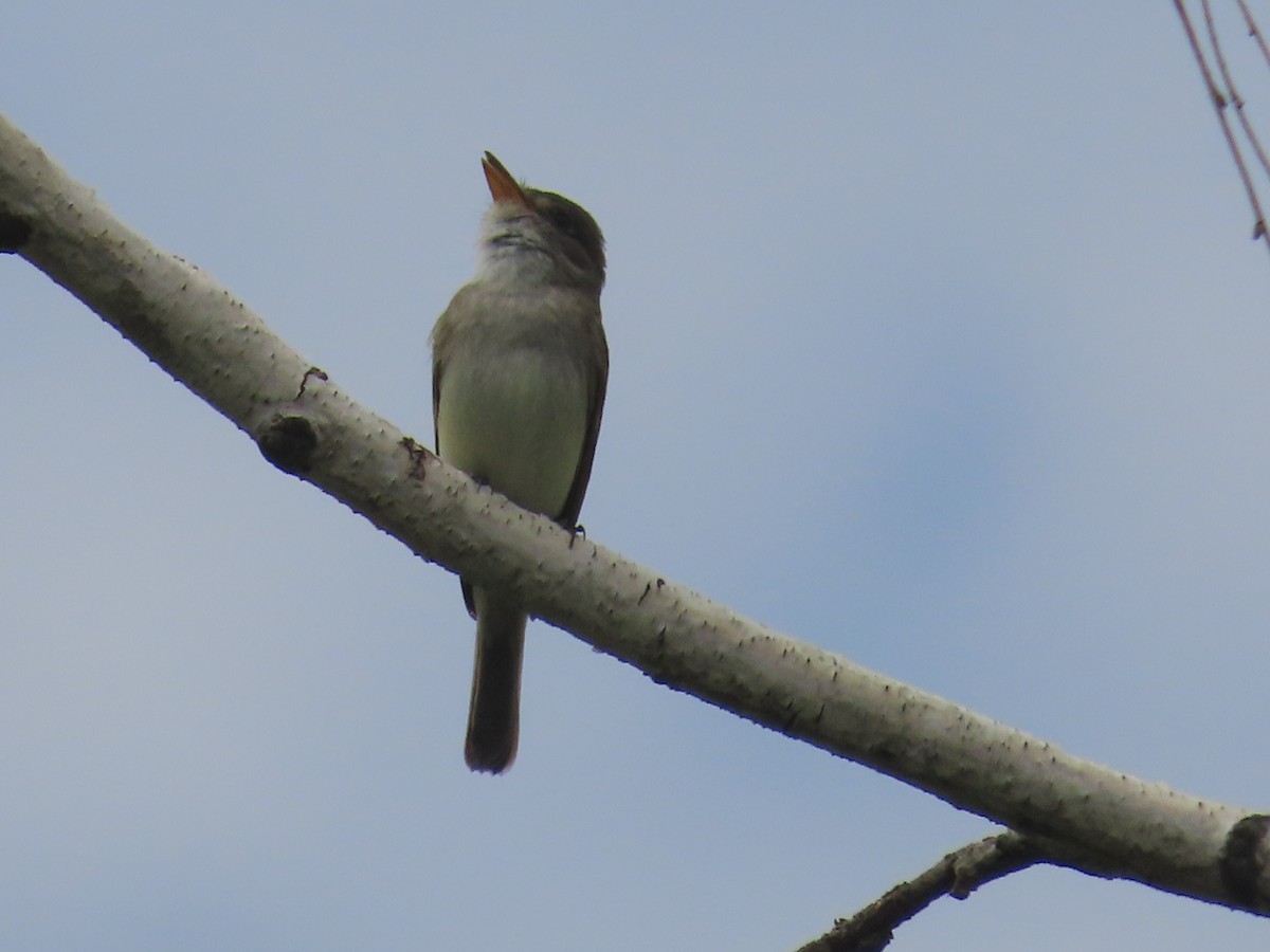 Willow Flycatcher - ML620715737