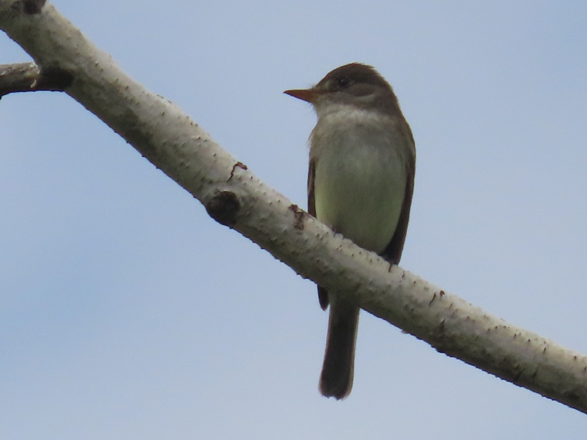 Willow Flycatcher - ML620715738