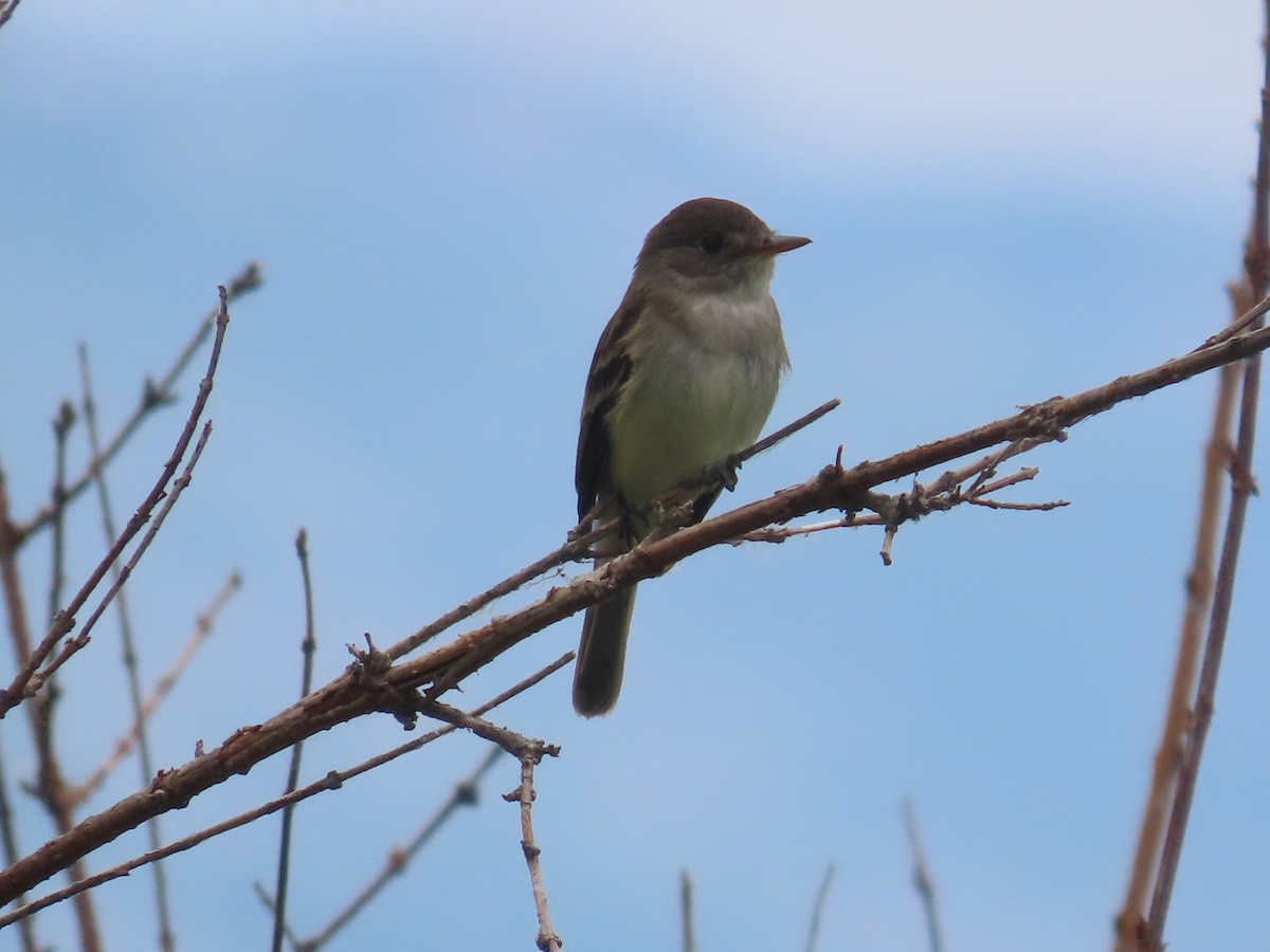 Willow Flycatcher - ML620715739