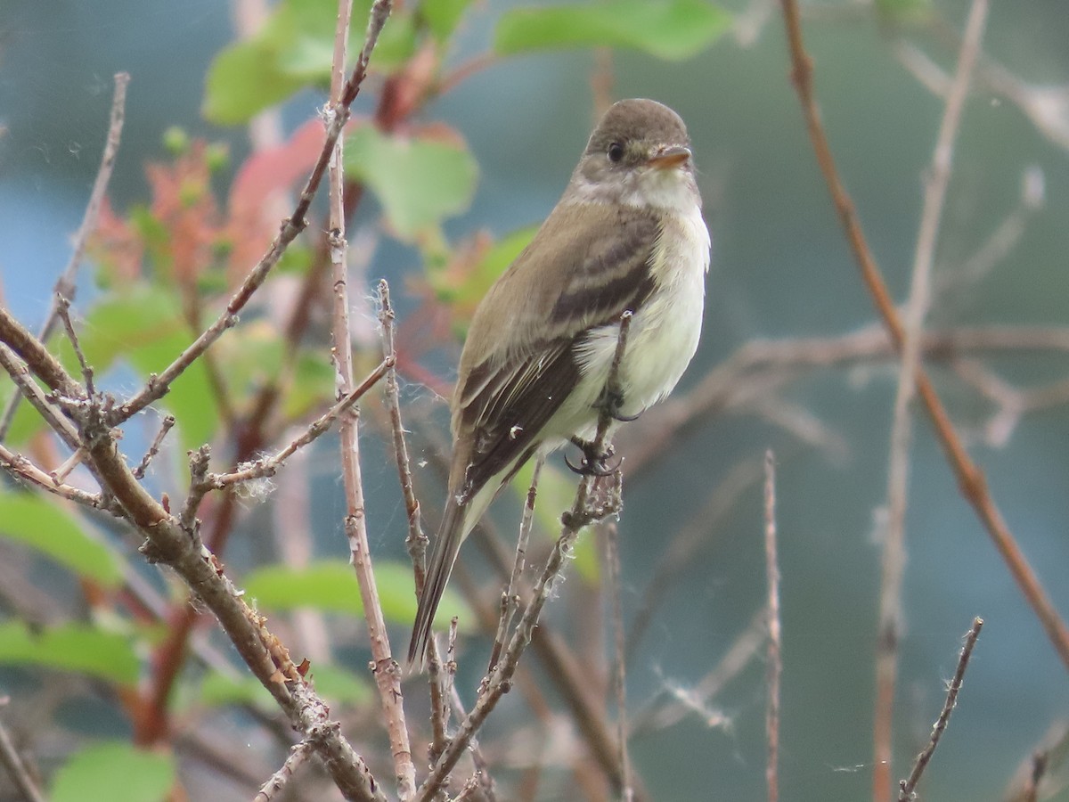 Willow Flycatcher - Mabel Bredahl