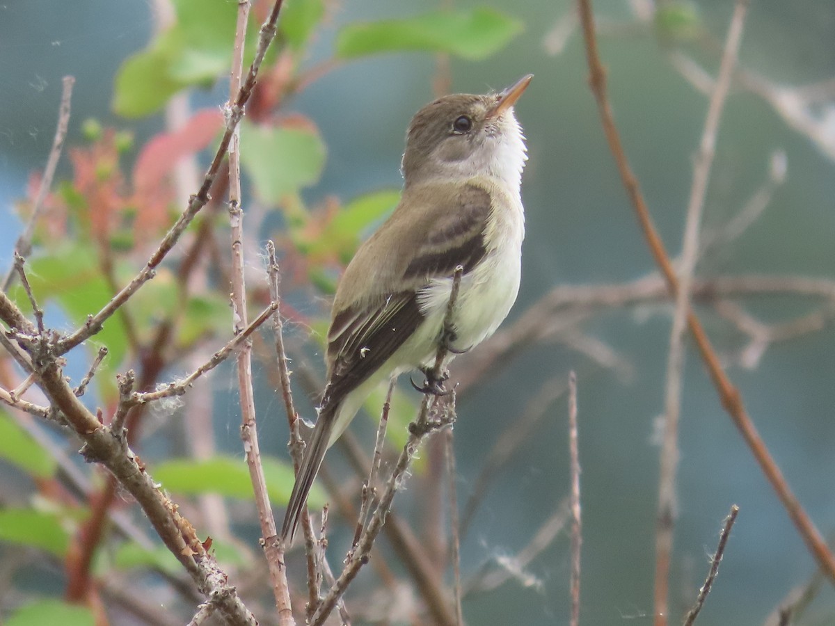 Willow Flycatcher - ML620715742