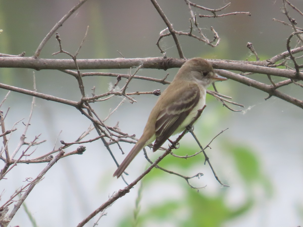 Willow Flycatcher - Mabel Bredahl