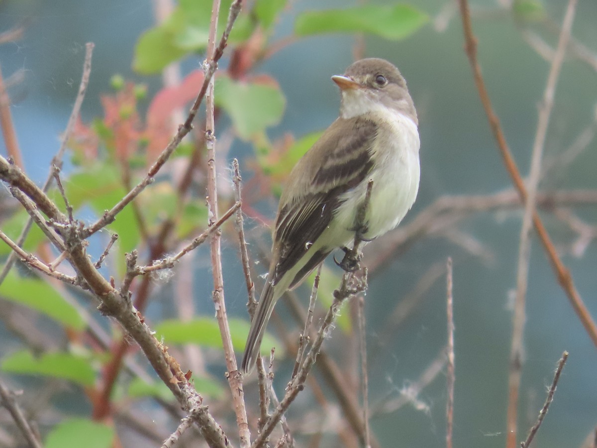 Willow Flycatcher - ML620715745