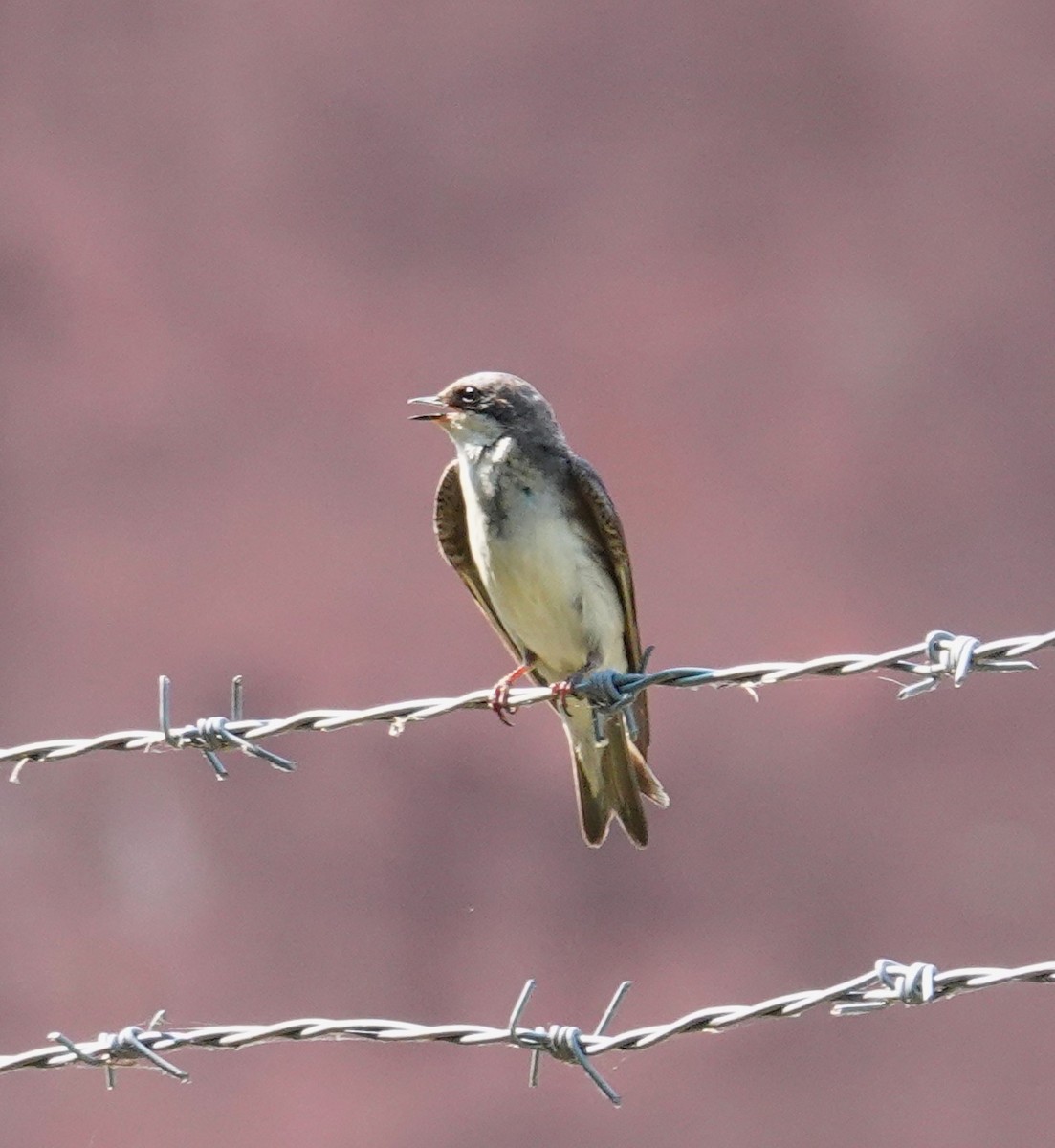 Bank Swallow - ML620715746