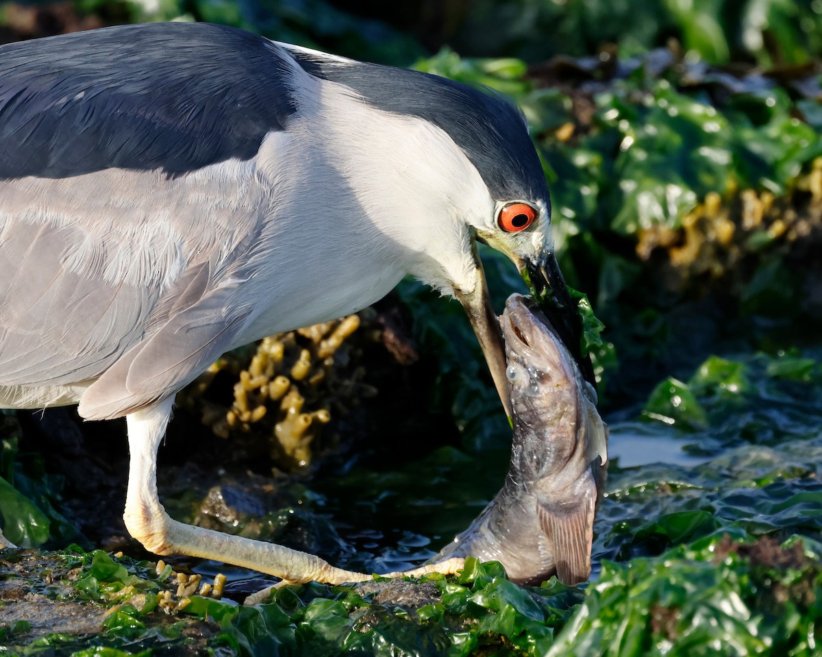 Black-crowned Night Heron - ML620715750