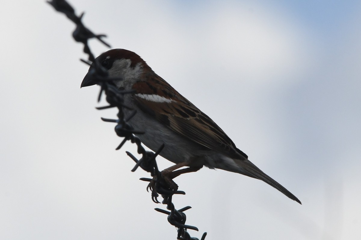 House Sparrow - ML620715753