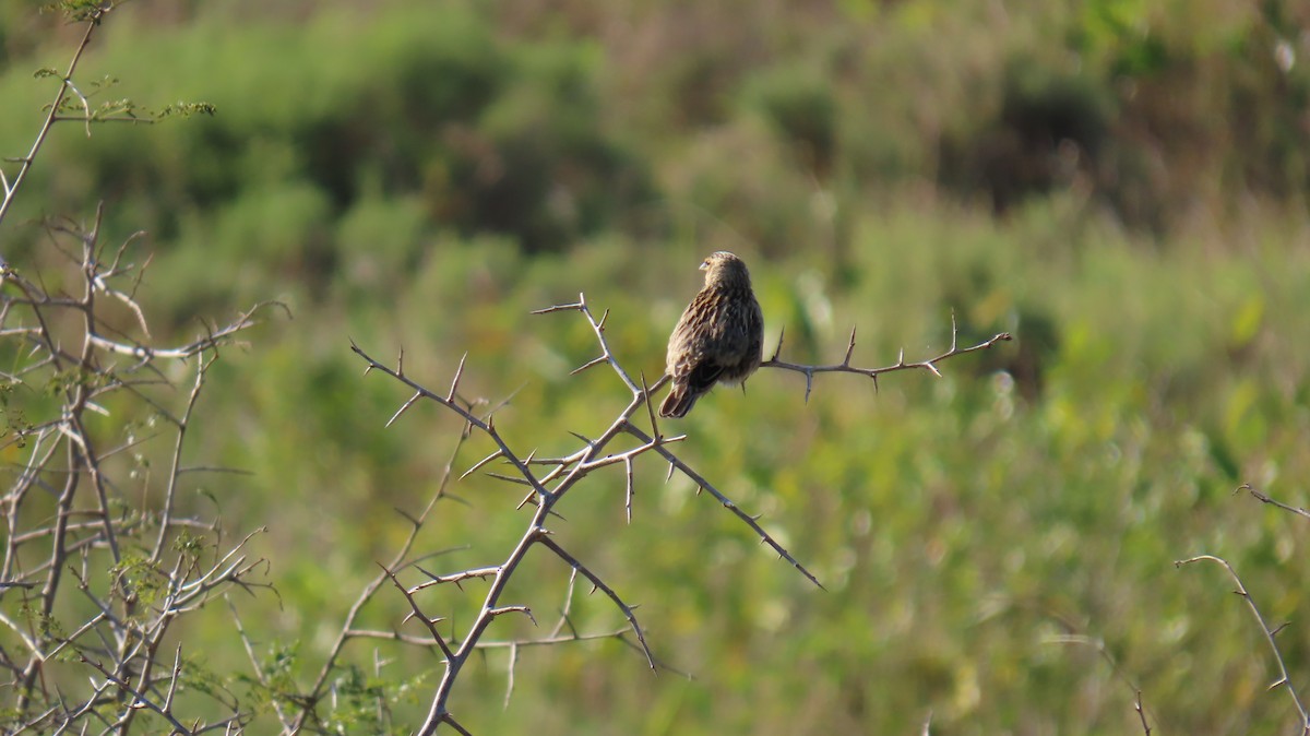 Fan-tailed Widowbird - ML620715757