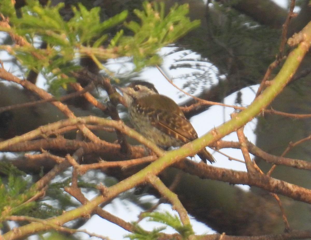 Cardinal Woodpecker - ML620715759