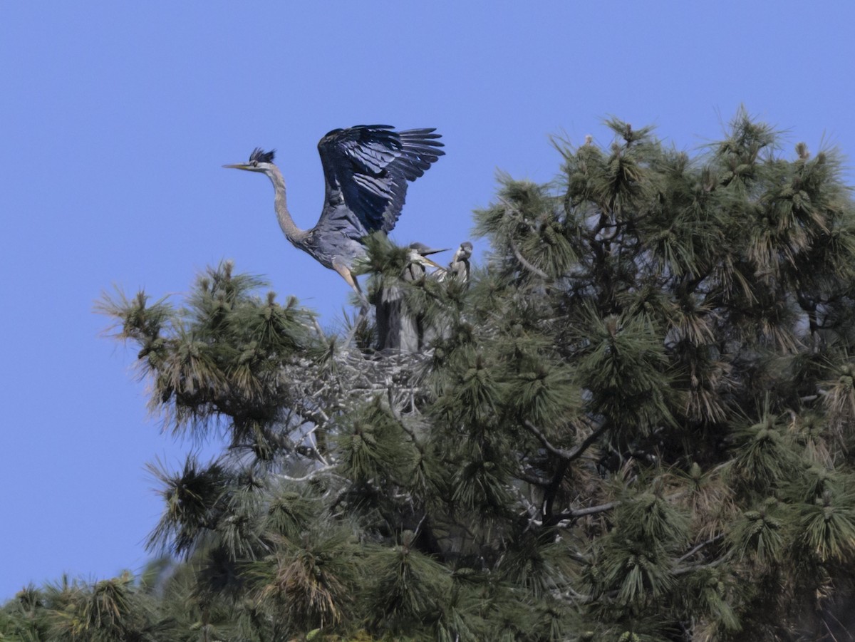 Great Blue Heron - ML620715760