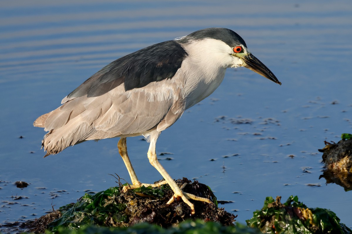 Black-crowned Night Heron - ML620715762