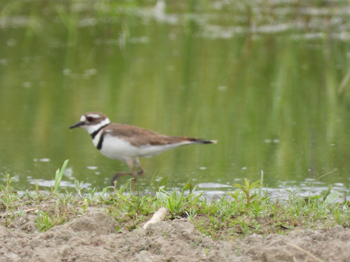 Killdeer - ML620715763