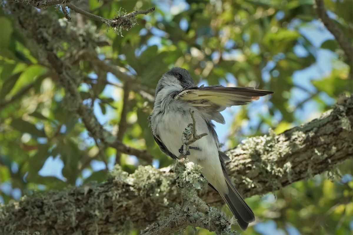 Gray Kingbird - ML620715764