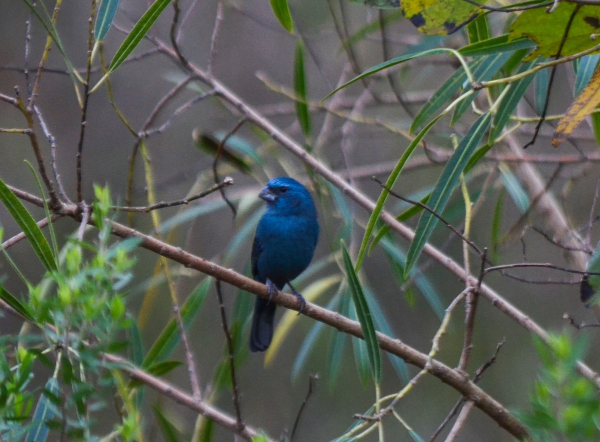 Glaucous-blue Grosbeak - ML620715766