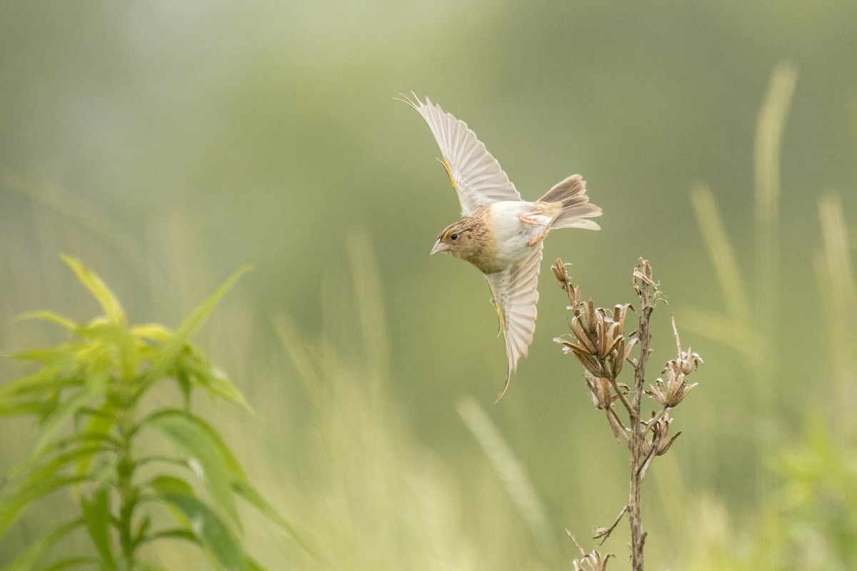 Grasshopper Sparrow - ML620715767