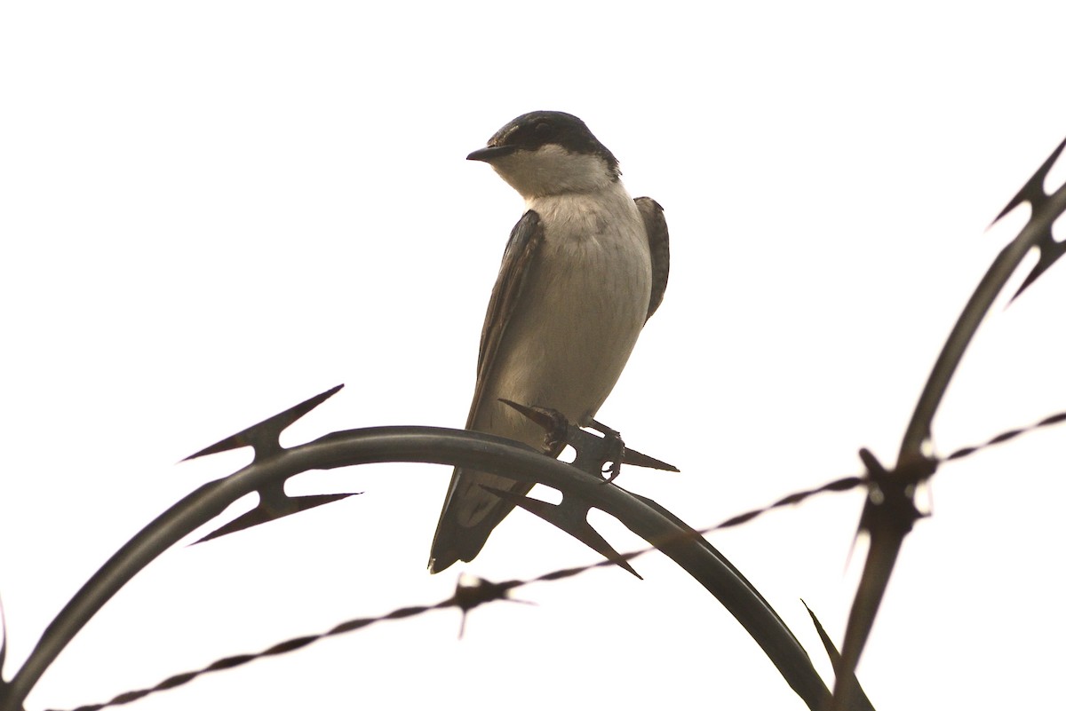 Mangrove Swallow - jianping dong