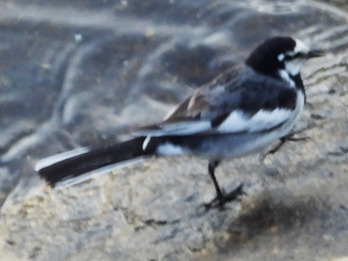 White Wagtail (Black-backed) - ML620715771