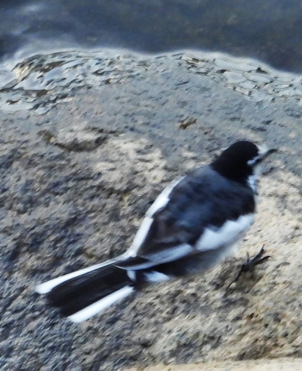 White Wagtail (Black-backed) - ML620715772