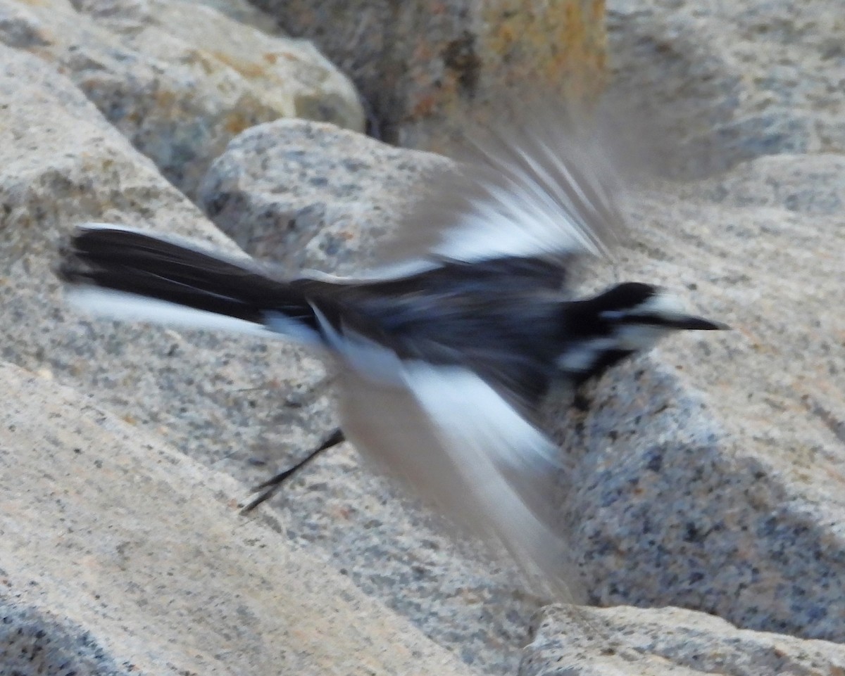 White Wagtail (Black-backed) - ML620715773