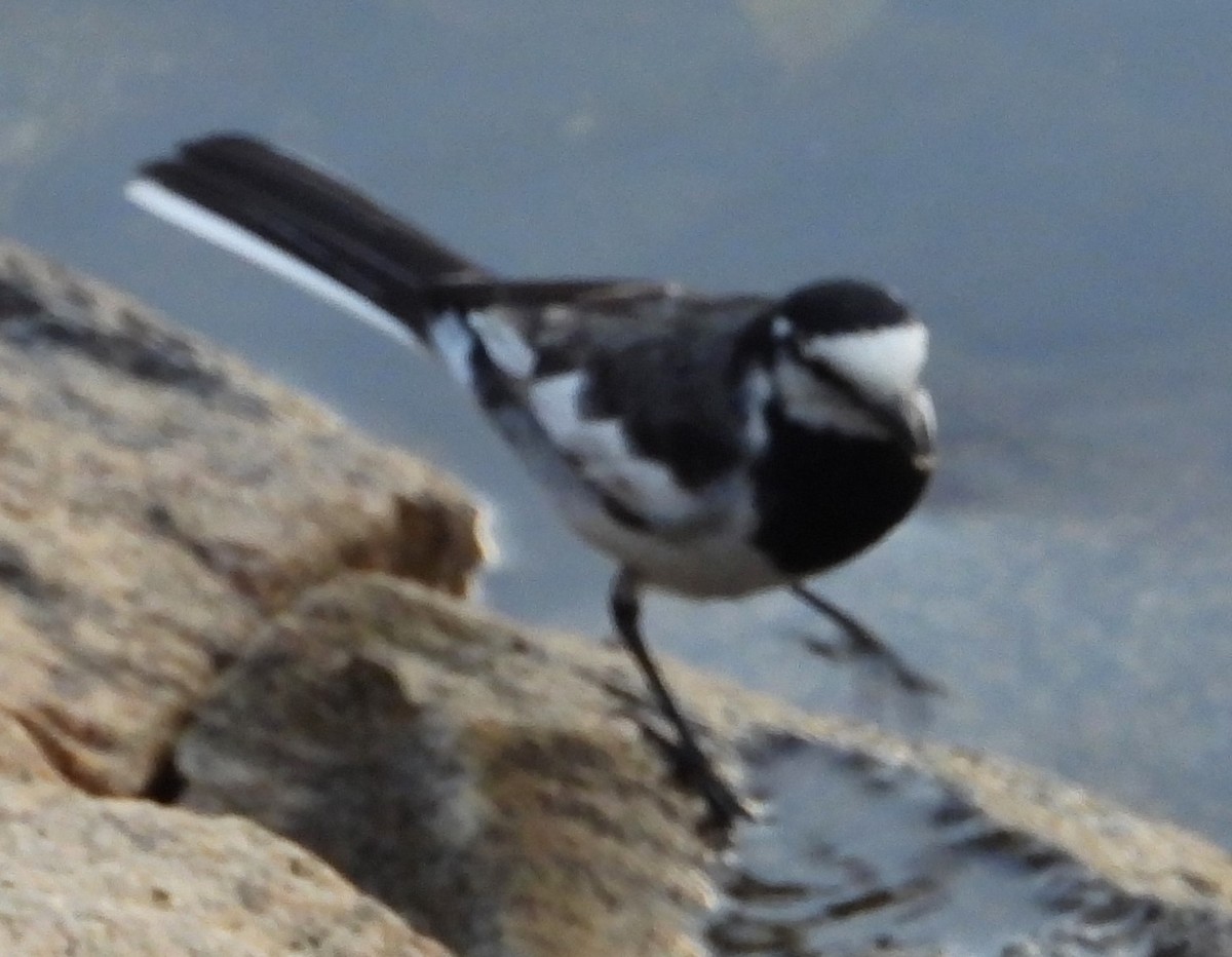 White Wagtail (Black-backed) - ML620715774