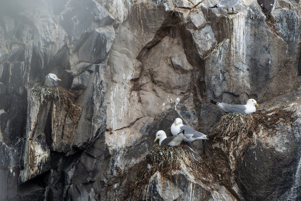 Mouette tridactyle - ML620715775