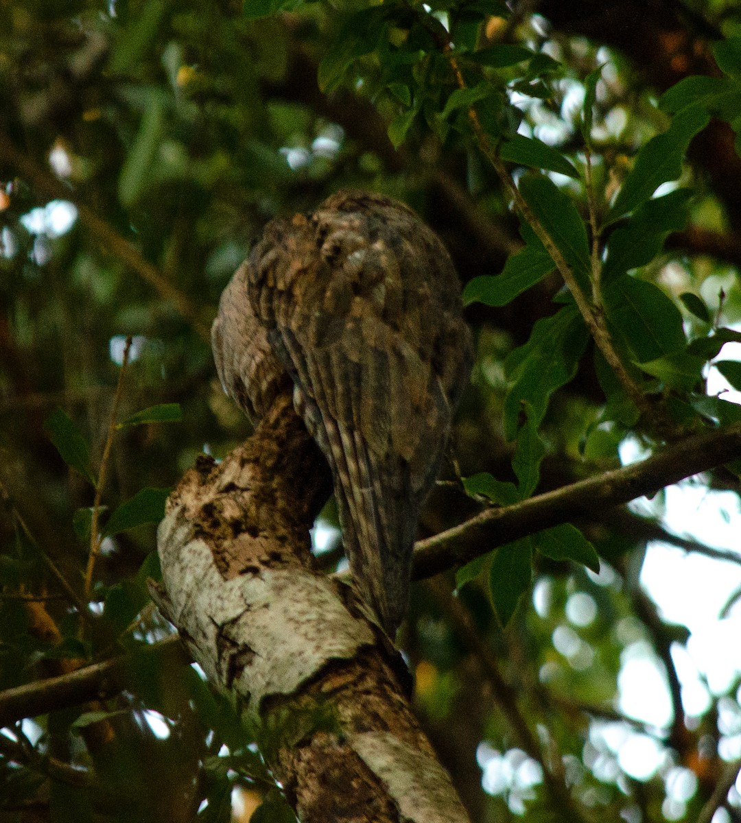 Common Potoo - ML620715778