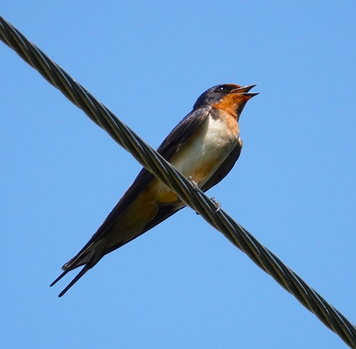 Barn Swallow - Brian Lineaweaver